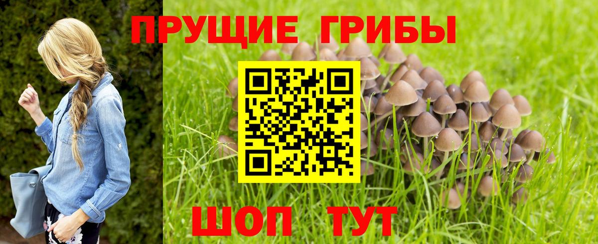 Шатура  Псилоцибиновые грибы мицелий  наркошоп  Вход с VPN  Галлюциногенные грибы Cubensis 